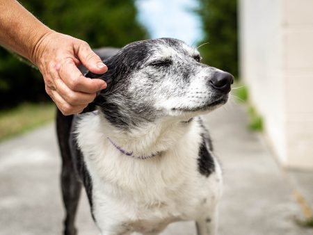 Send Support Packages To Senior Dogs For Cheap