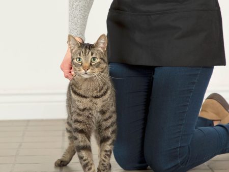 Training Packs To Help Cats & Kittens Get Adopted Online Sale